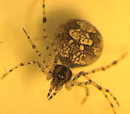 New arachnid on the block: USU researchers find previously unknown
