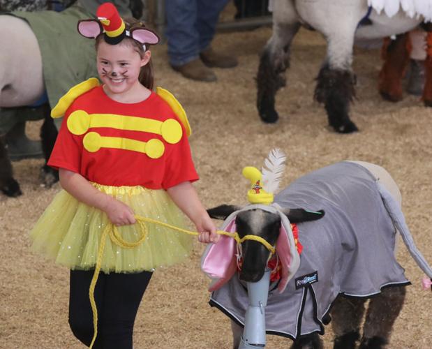 Pee Wee Lamb Show Always a fair crowd favorite Tremonton Leader