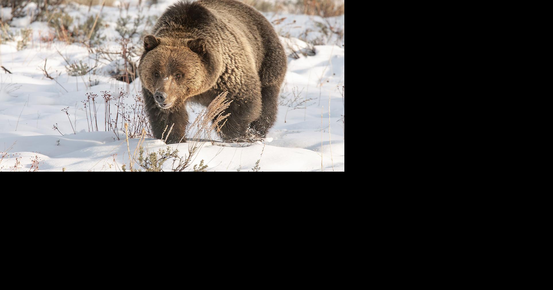 Predatory animals have a place among us in the West | Features | hjnews.com