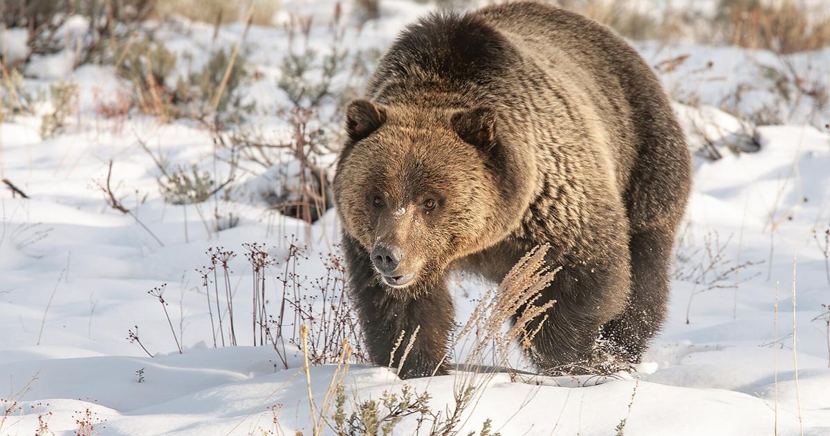 Predatorial Animal Features Predatory animals have a place among us in the West | Features | hjnews.com