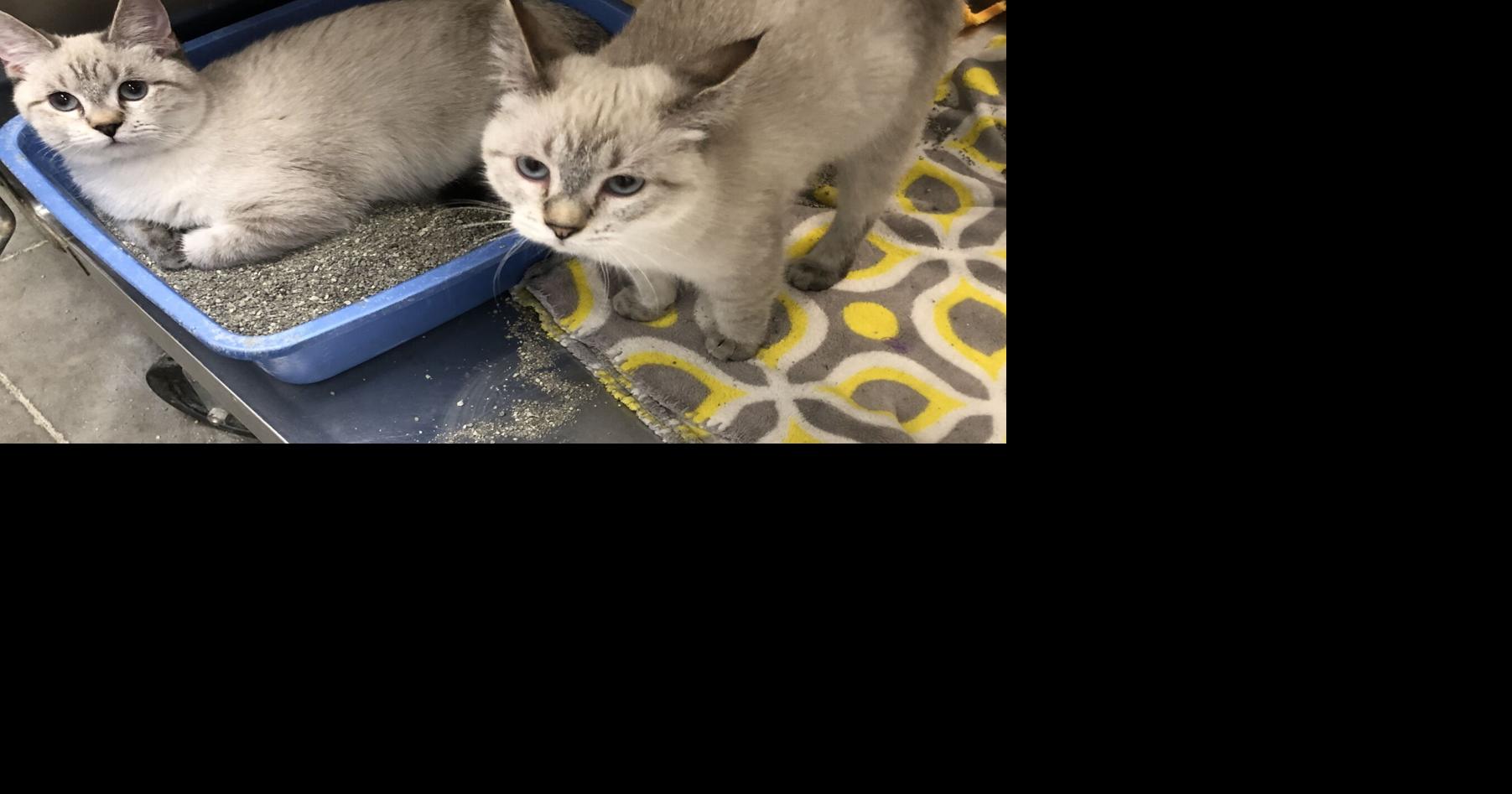 PETS OF THE WEEK | Local News - The Herald Journal