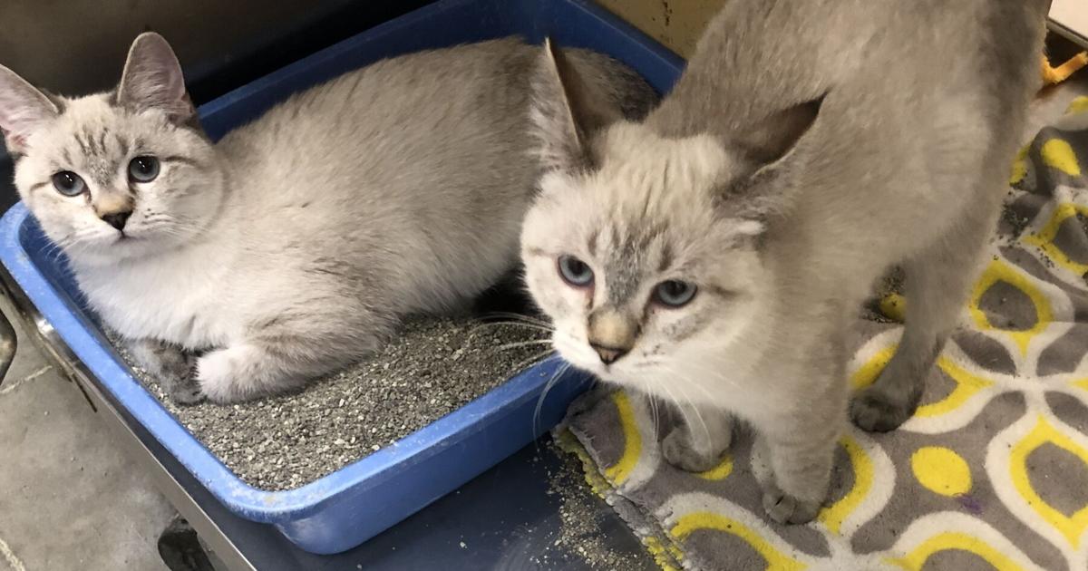 PETS OF THE WEEK | Local News - The Herald Journal