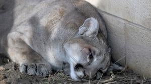 How to prevent conflicts with mountain lions