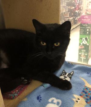 PETS OF THE WEEK