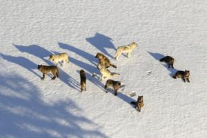 USU ecologists weigh in on wolves killed near Avon