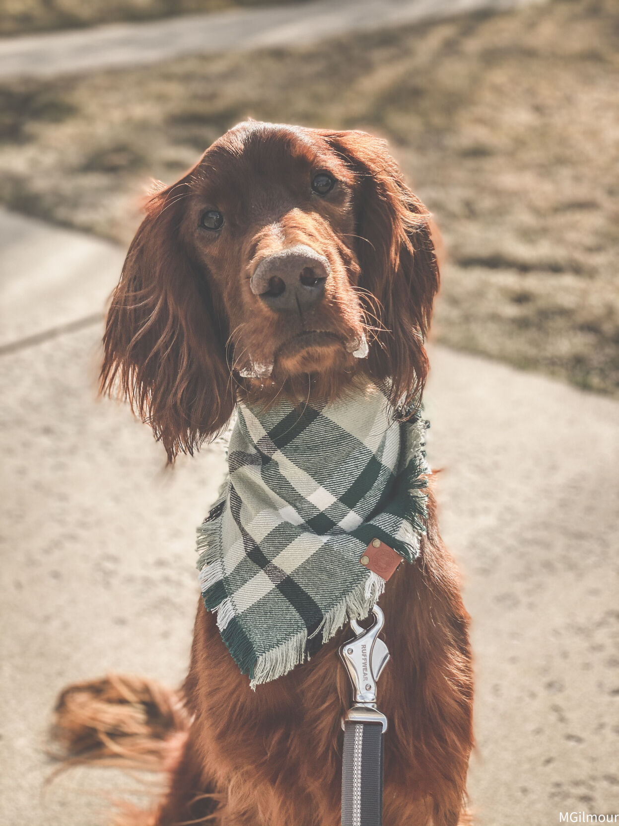 i am groot dog collar