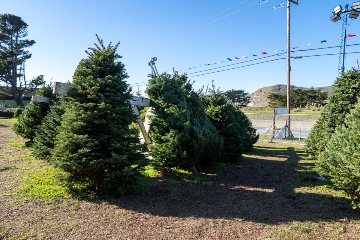 Silverbells Christmas Tree Lot in Pacifica