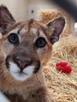 Oakland Zoo says Sage is ‘very healthy’