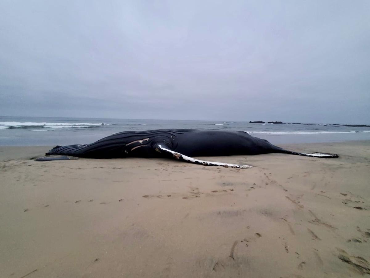 Dead whale washes ashore near Ritz-Carlton on Sunday