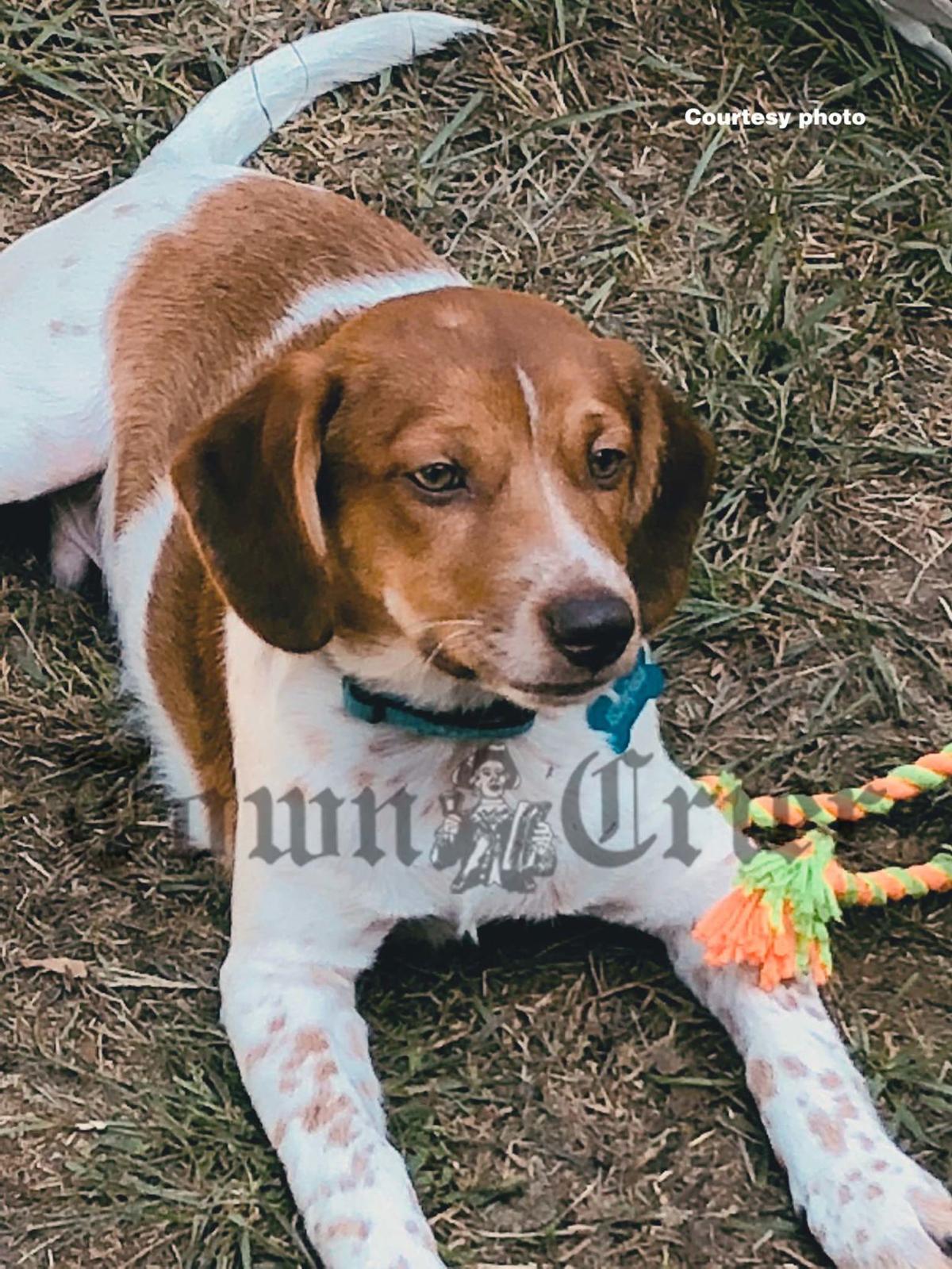 Wilmington dog in puppy bowl this Sunday | News ...