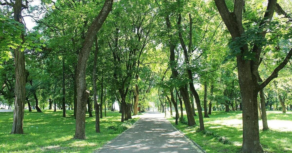 Tree Rings May Reveal Hidden Clues About Water History | Health