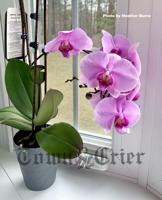 Orchids can make your home more tropical