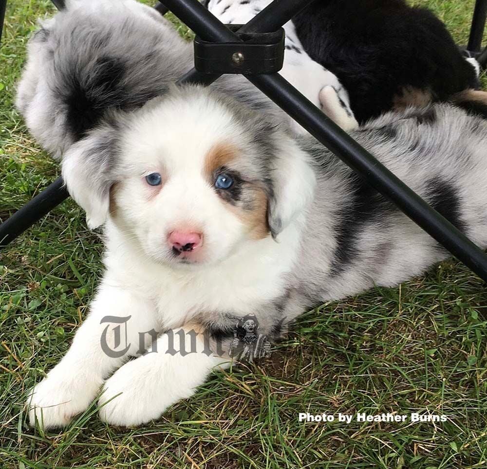 Fluffy puppies for adoption shops