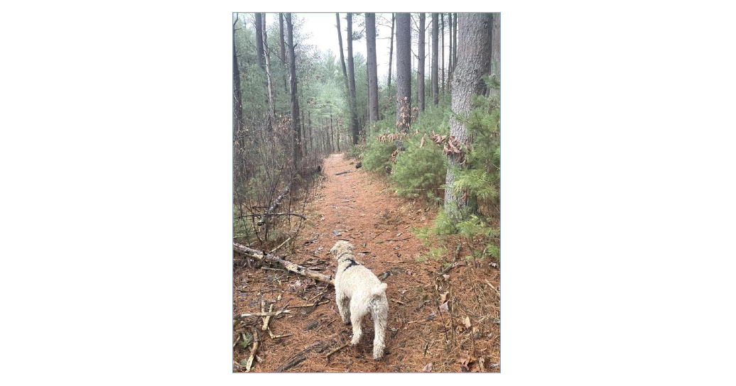 Town Forest generating quite a bit of attention this summer season - Vimarsana News