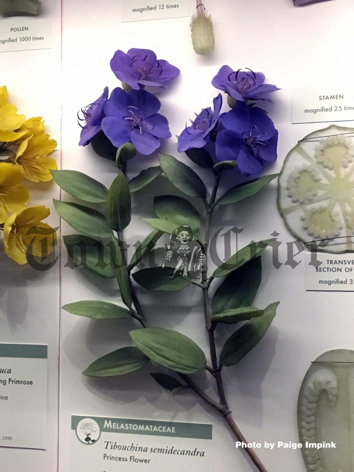 Glass Flowers Harvard’s Museum of Natural History News