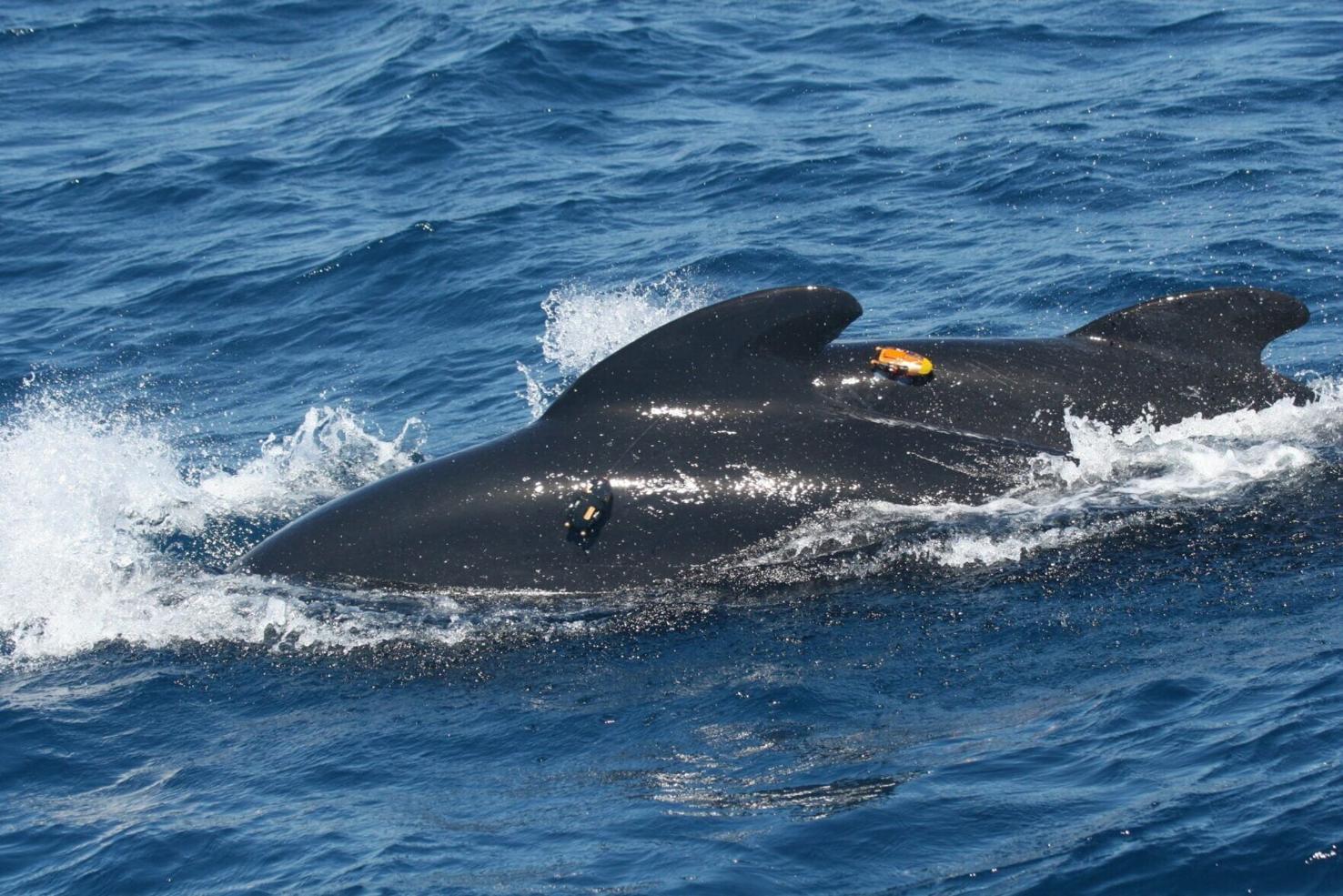 Shipping noise drowning out endangered pilot whales’ calls | Features ...
