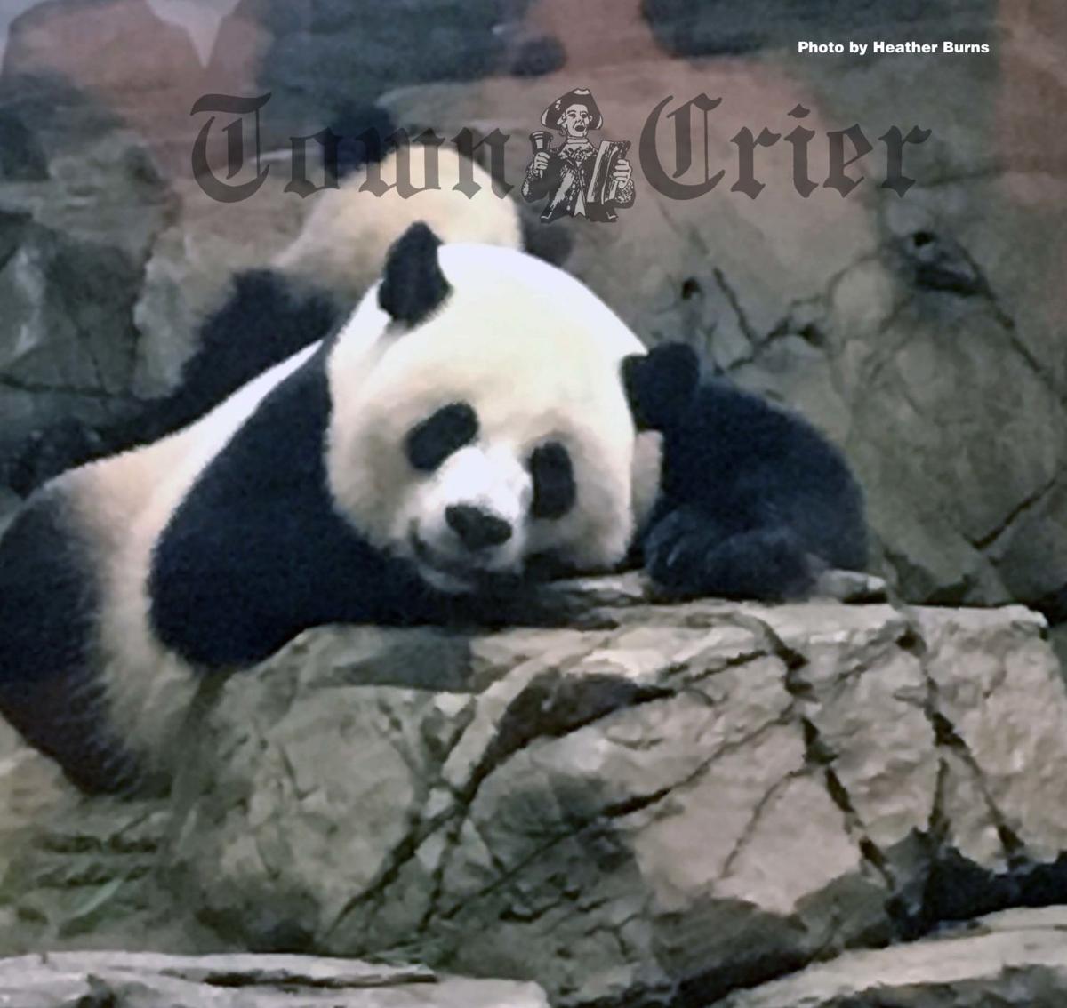 Virtual Zoo Aquarium Tours Available During Quarantine News Homenewshere Com