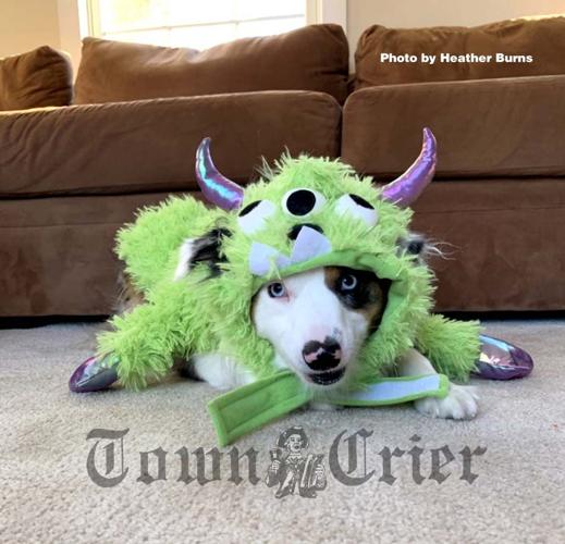 Rubie's Big Dog Prince Dog Costume