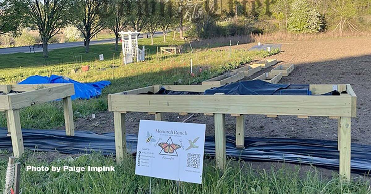Monarch pollinator habitat expands across Tewksbury