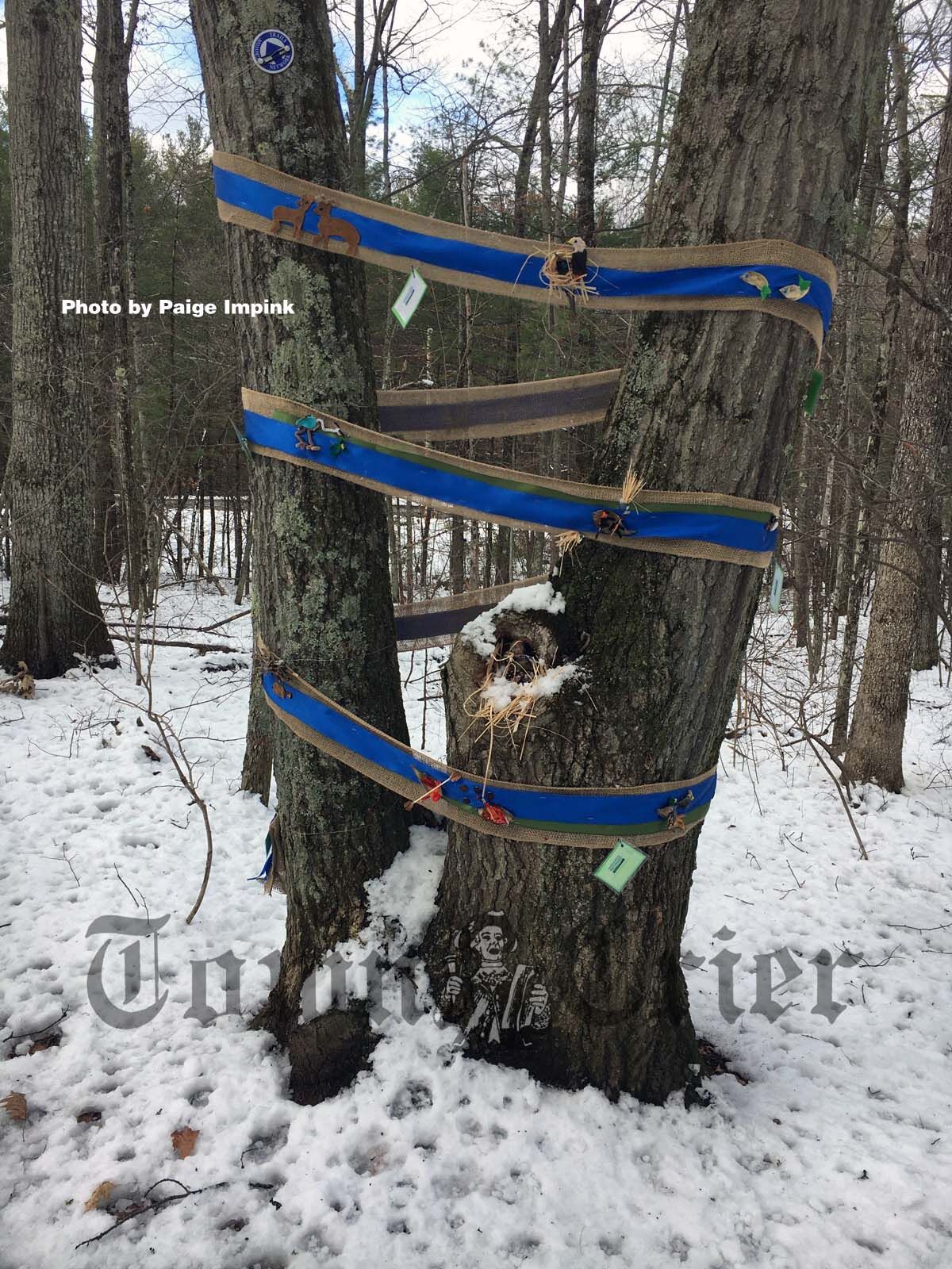 'Tis the season for a Winter Tree Stroll in Groton | News - Vimarsana News