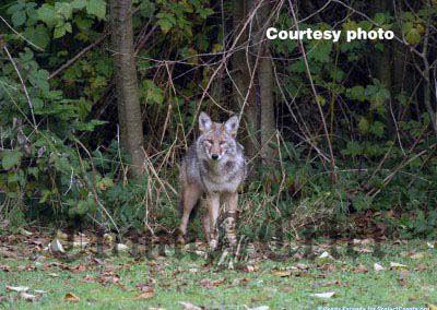 What To Do When Coyotes Walk Among Us News Homenewshere Com