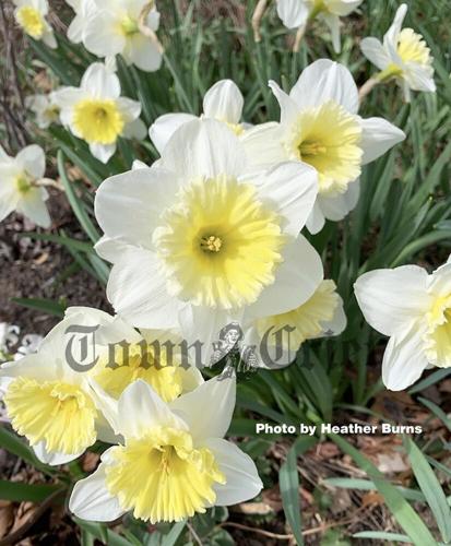 Go daffy for daffodils this April and May | News | homenewshere.com