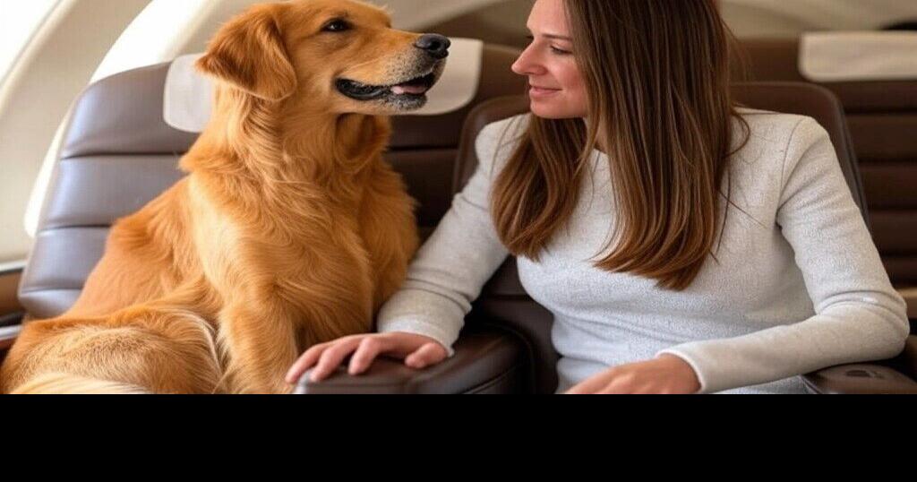 Cleared for Takeoff: Airlines that Allow Big Dogs to Fly in-Cabin | Pets