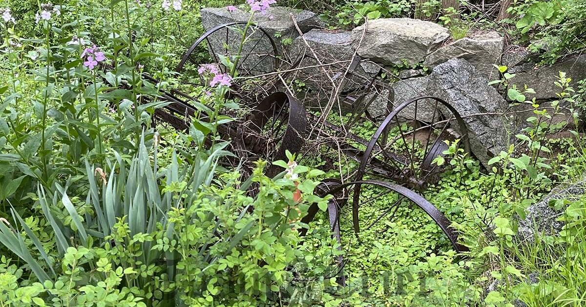 Visit Hawk Valley Farm near Lowell General Hospital - Vimarsana News