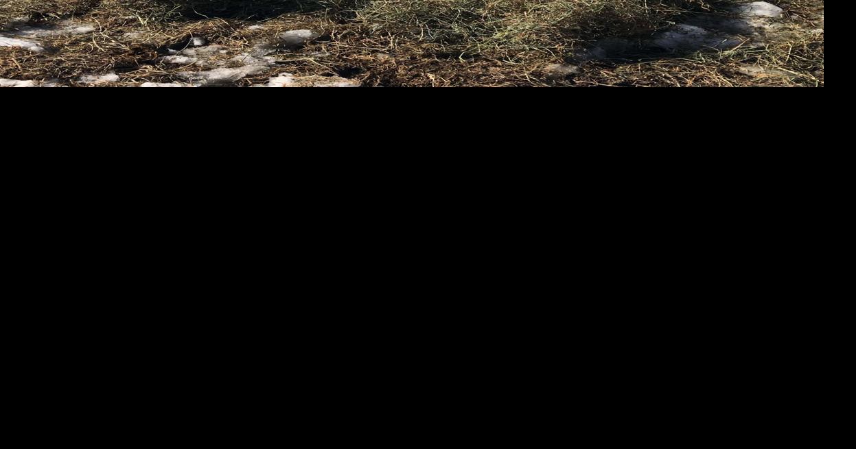 Strongwater Tewksbury’s therapeutic horse farm offers something for