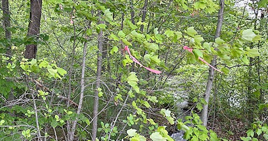 TMHS hosts longest running tree survey | News | homenewshere.com