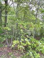 TMHS hosts longest running tree survey