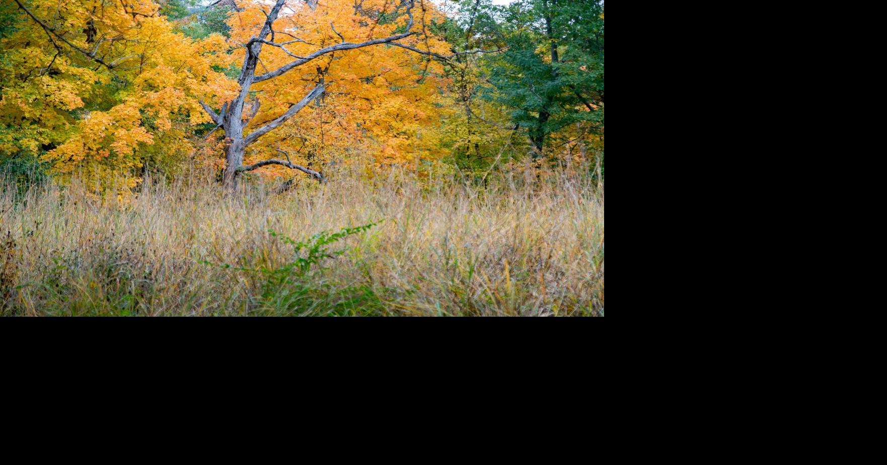 Big Trees of Iowa program maps locations of old trees