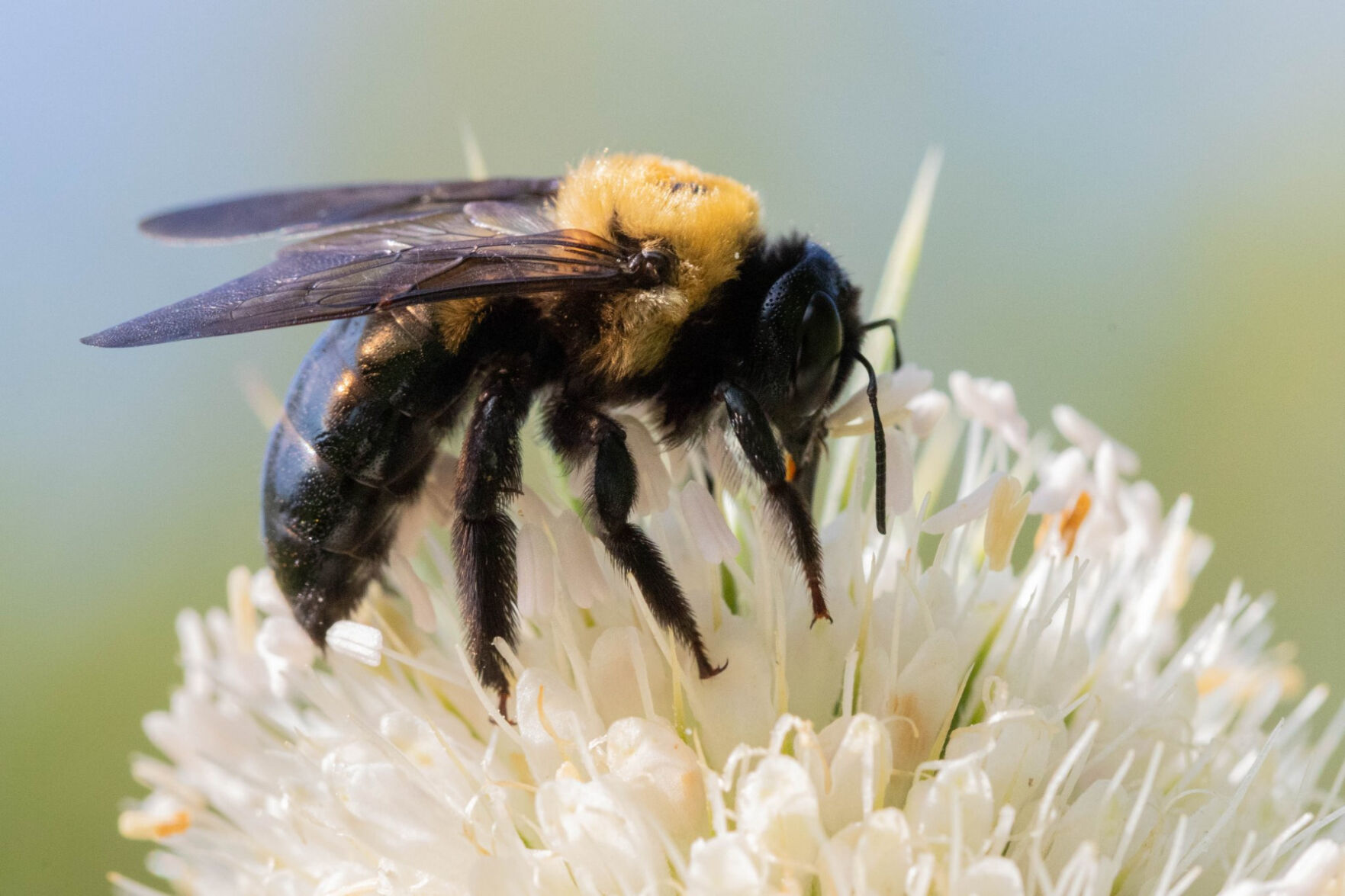 Pollinators Vip ISU research shows link between pollinators, biodiversity | News ...
