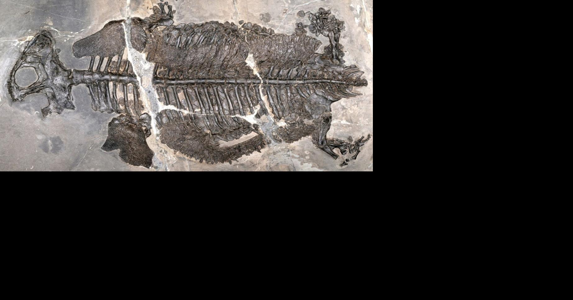 First fully marine amphibian from 230 million years ago found in China ...
