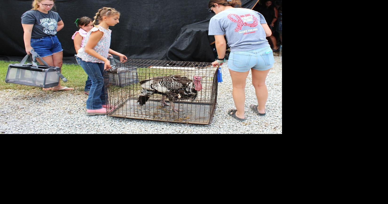4-H livestock auction raises almost $195,000