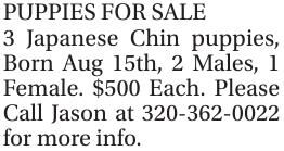 puppyページ Puppy Supplies Starter Kit - 39-Piece Set of Puppy