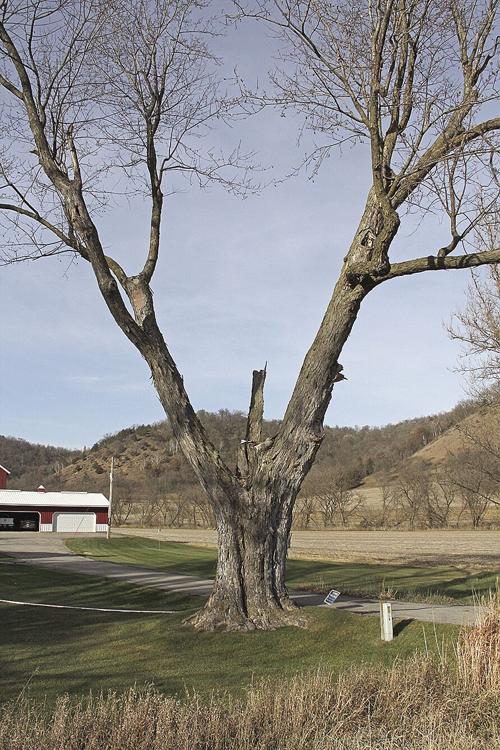 Standing tall over Highway 44