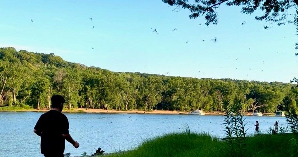 Millions of mayflies