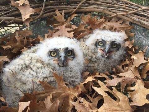 baby great horned owl images