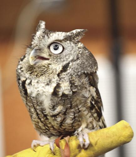 Owl Fest Screech Owl