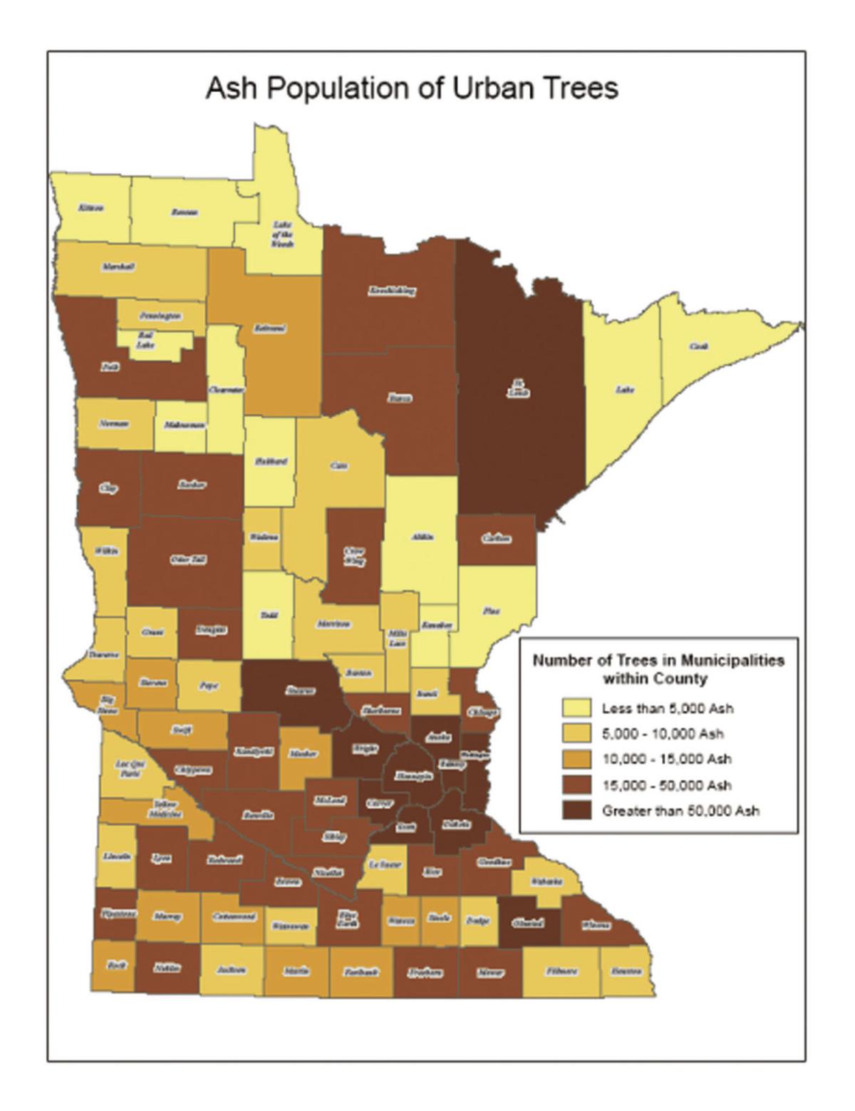 Emerald ash borer confirmed in Golden Valley New Hope/Golden Valley