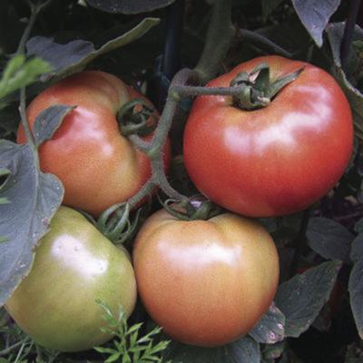 master gardener tomatoes cmyk.jpg