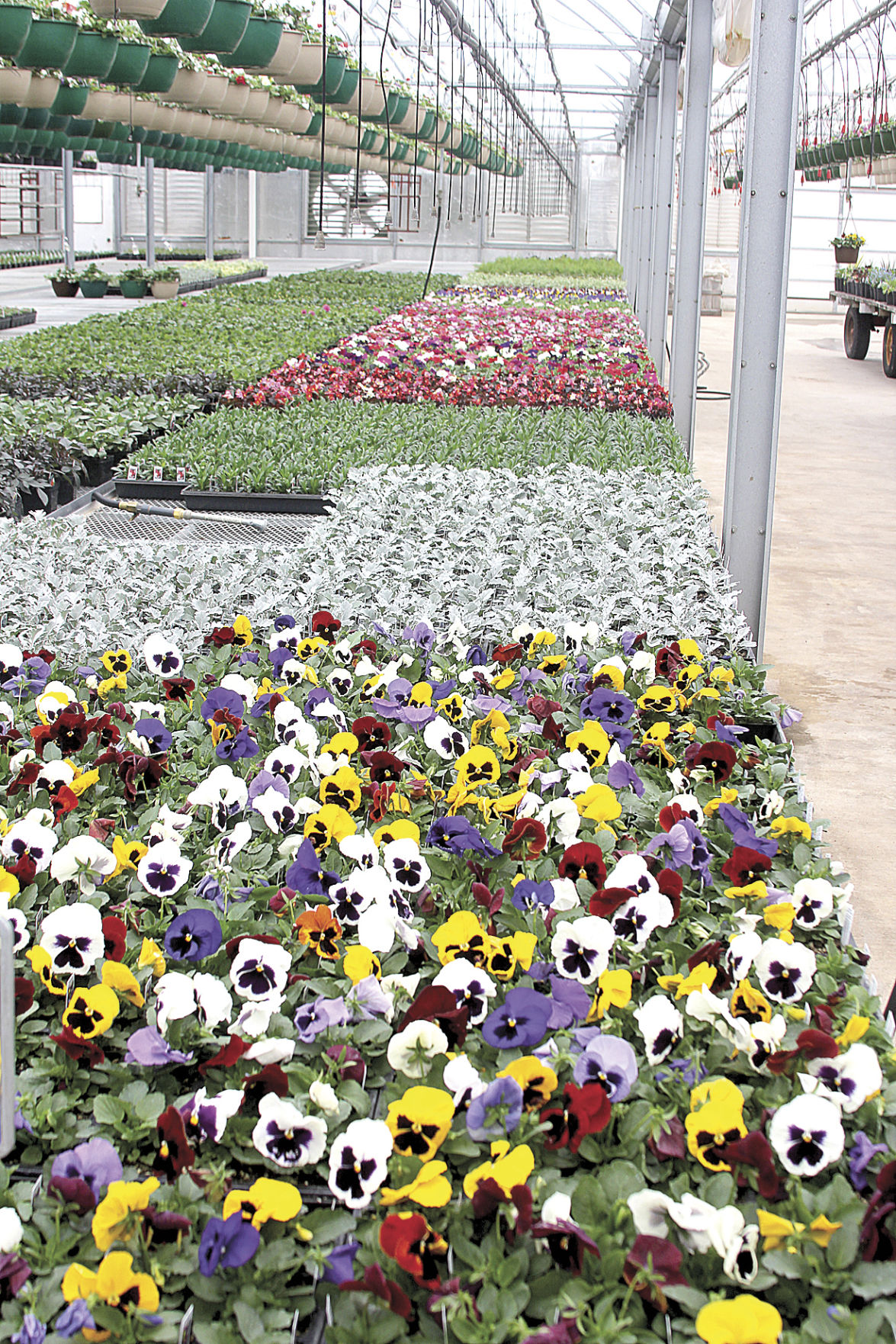 Longhorn Valley Greenhouse goes retail And they have something special