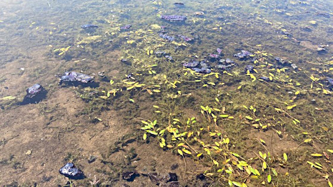 Column: Heat wave spurs harmful algal blooms | Local News - ECM Publishers