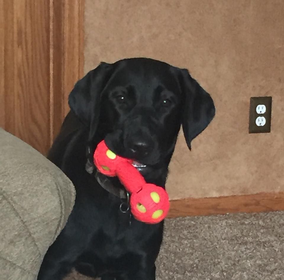 elk river retrievers