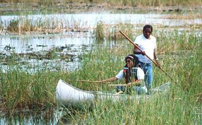 Wild Riceing Wild rice season opens, harvesters must ensure rice is ripe | APG State ...