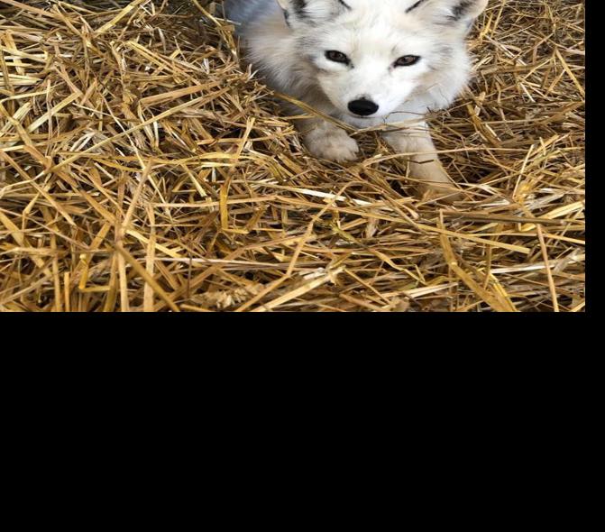 Coon Rapids Pd Helps Reunite Friendly Marble Fox With Andover