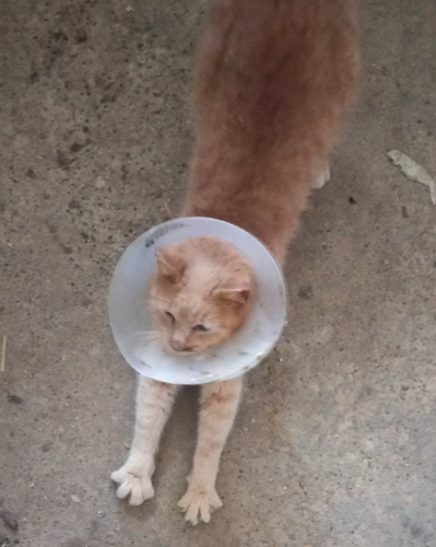 Feral cats run rampant in Houston County | Local News | hometownsource.com