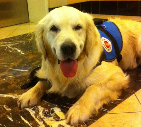 can a teacher have a service dog