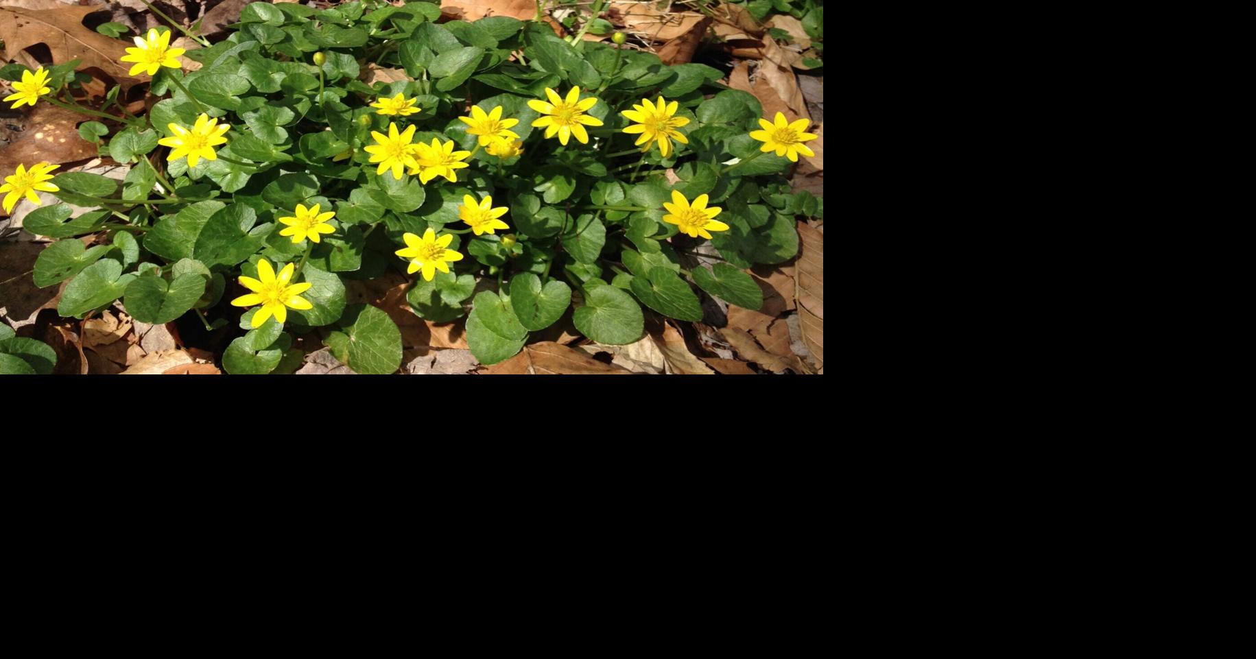 New invasive plant making its way across the Upper Midwest | APG State ...